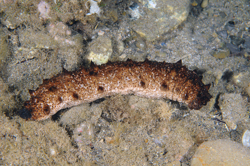 Holothuria forskali